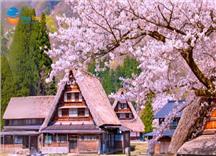 Tour Nhật Bản Mùa Hoa Anh Đào: Cung Đường Làng Cổ Shirakawa-go